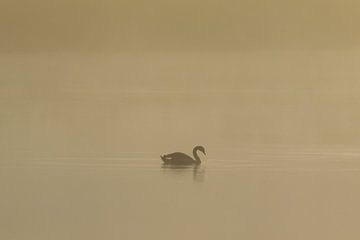 Silhouette d'un cygne nageur dans la brume du matin