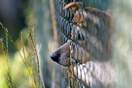 The cat in the neighbour's garden