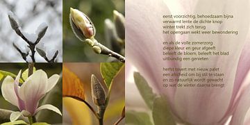 Magnolia in alle seizoenen by Bargo Kunst