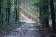 Bospad met zonlicht van whmpictures .com thumbnail