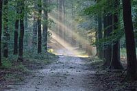 Bospad met zonlicht