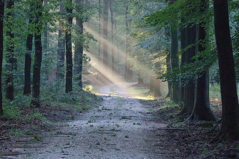 Bospad met zonlicht van whmpictures .com
