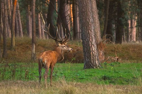 La Veluwe - ll