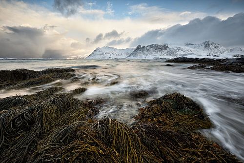 Arctic Winter Storm - Beautiful Lofoten