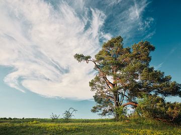 Pine in the evening light by Max Schiefele