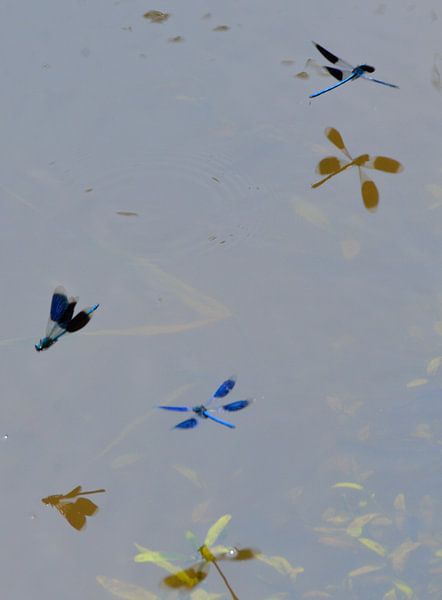 libellen met hun schaduw by Petra De Jonge