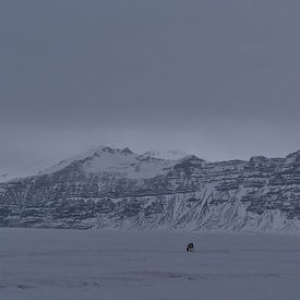 Renne solitaire en hiver sur Timon Schneider