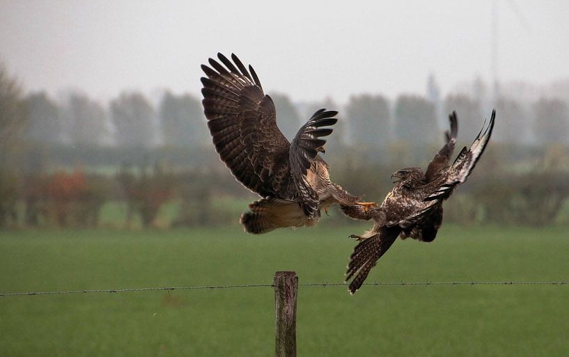 The fight by Annie Middeldorp