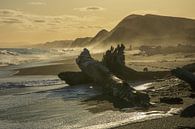 Sunset over the beach with trees washed ashore in New Zealand by Paul van Putten thumbnail