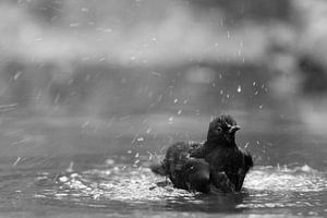 Merel  was zich in het water, zwart-wit