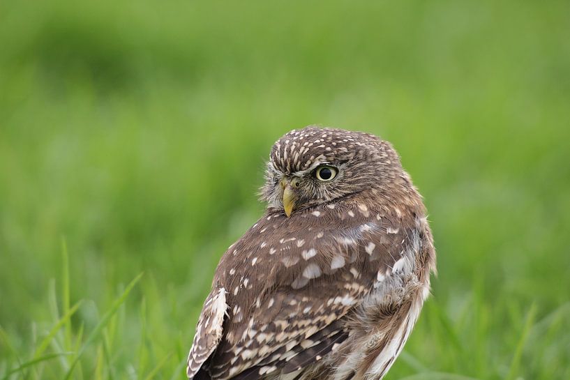 Little owl par Astrid Brouwers