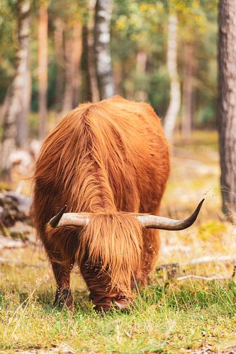 Schotse Hooglander in het bos op de Veluwe