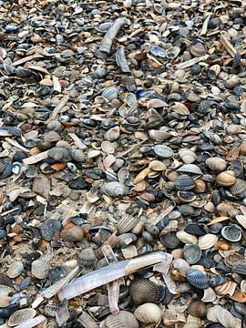 Muscheln am Strand #2 von Hanneke Bantje