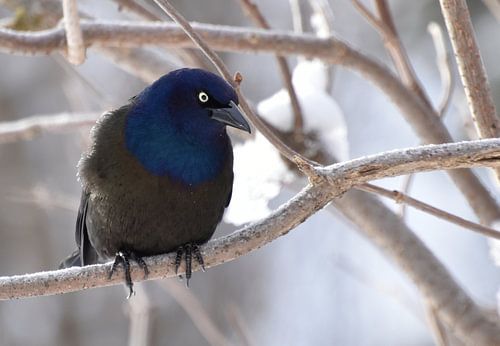 Een gebronsde grackle in het voorjaar