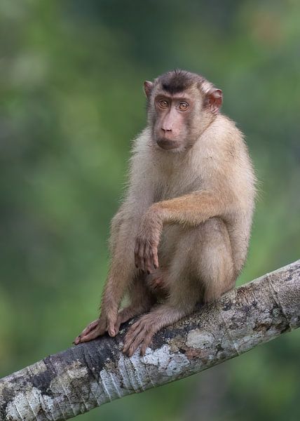 A Lampong monkey in Kerinci National Park by Anges van der Logt