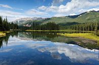 Denali park  van Menno Schaefer thumbnail