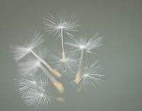 Fluff
