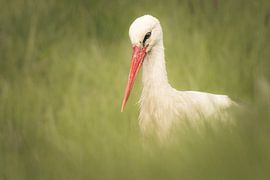 Stork hidden amongst the greenery by arnemoonsfotografie