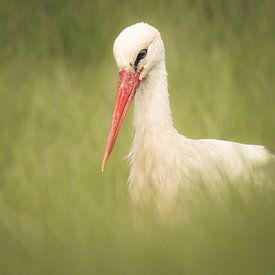 Storch, versteckt im Grünen von arnemoonsfotografie