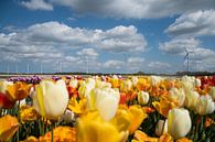 Tulpen van Johan van der Helm thumbnail