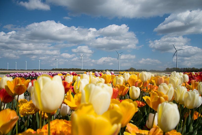 Tulpen van Johan van der Helm
