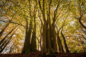 Alte Buchen in einem herbstlichen Wald von Sjoerd van der Wal Fotografie