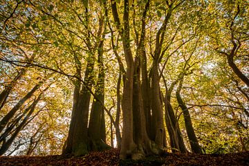 Old beech trees in an autumn forest by Sjoerd van der Wal