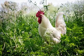 Verhalten des Hahns von Judith de Ryck