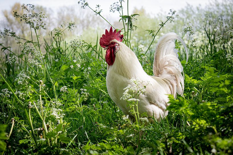 Comportement du coq par Judith de Ryck