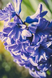 Rathenow "Stad van de Optiek van David Krause