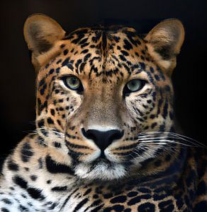 Panther
