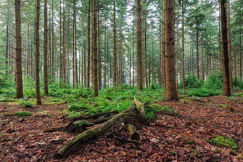 Bospanorama in de zomer op Landgoed Zonheuvel Doorn - Utrechtse Heuvelrug