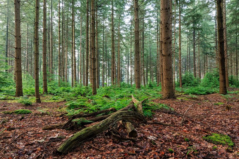 Waldpanorama im Sommer auf Gut Zonheuvel Doorn - Utrechtse Heuvelrug von Sjaak den Breeje