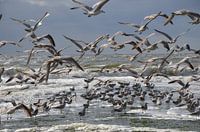 Seagulls