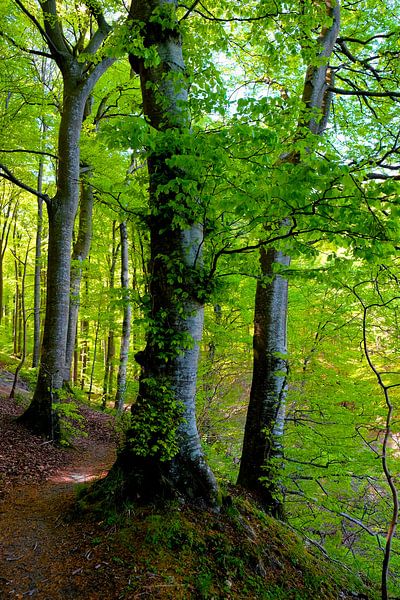 Forest by Ostsee Bilder