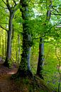 Forest by Ostsee Bilder thumbnail