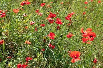 BERLIJN Tiergarten Bloemen - wilde papaver van Bernd Hoyen