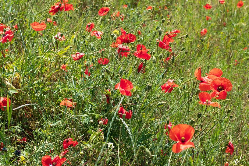 BERLIN Fleurs du Tiergarten - wild poppy par Bernd Hoyen