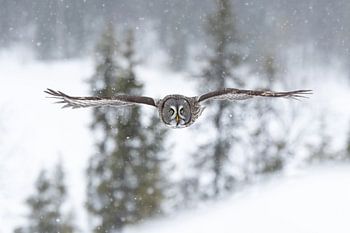 Great grey owl