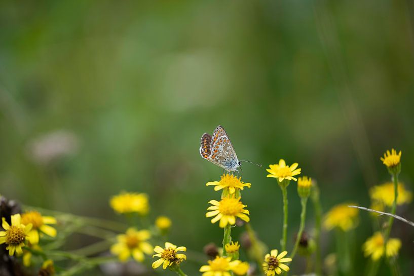 The insect world in pictures by Roland de Zeeuw