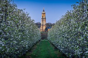 Nuits de fleurs