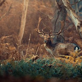 Fallow deer by Paul Poot