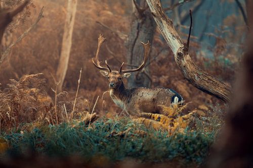 Damhert van Paul Poot