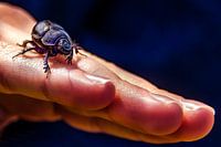 Insekten