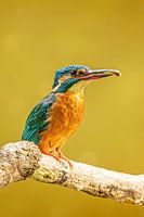 Eisvogel mit Fisch