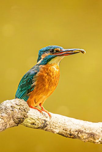 Ijsvogel met visje