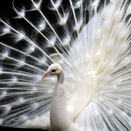 white peacock
