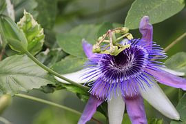 Passion flower in bloom by Cecile. Buil
