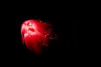 Tulp