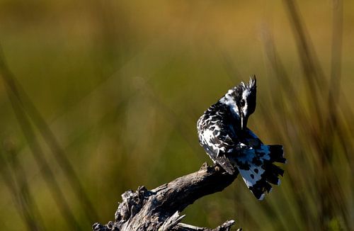 Bonte ijsvogel, Okavango delta, Botswana. 